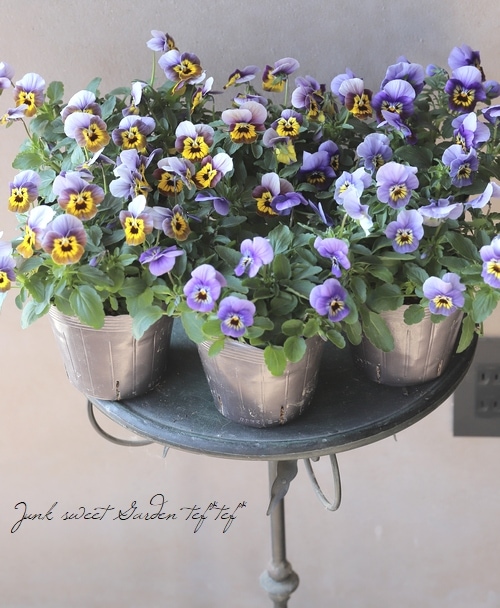 ▽tef*tef*オリジナルビオラ 『Cタイプ』 | すべての商品 | | Junk