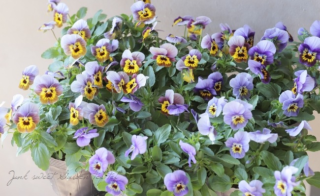 ▽tef*tef*オリジナルビオラ 『Cタイプ』 | すべての商品 | | Junk