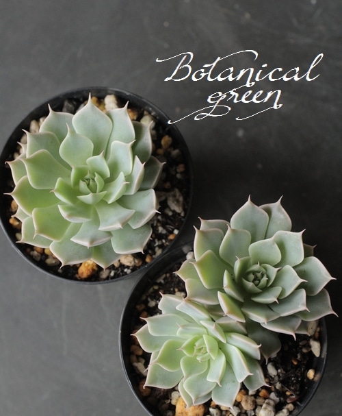 多肉植物】 『マーガレットレッピン』 エケベリア属 | すべての商品