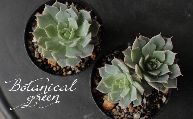 多肉植物】 『マーガレットレッピン』 エケベリア属 | すべての商品