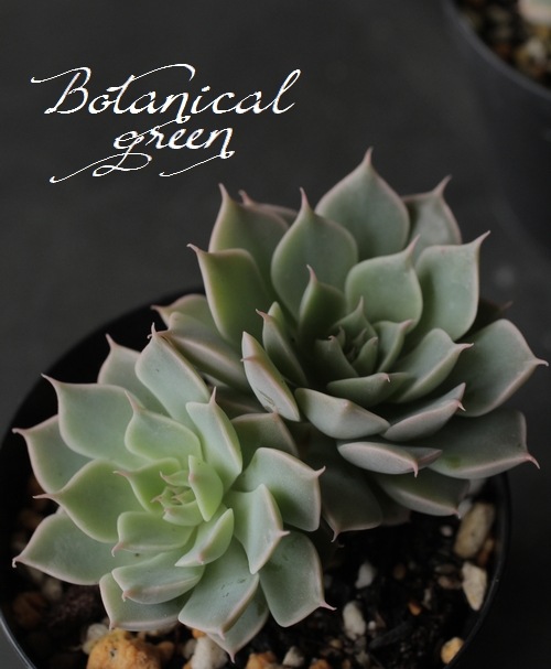 多肉植物】 『マーガレットレッピン』 エケベリア属 | すべての商品