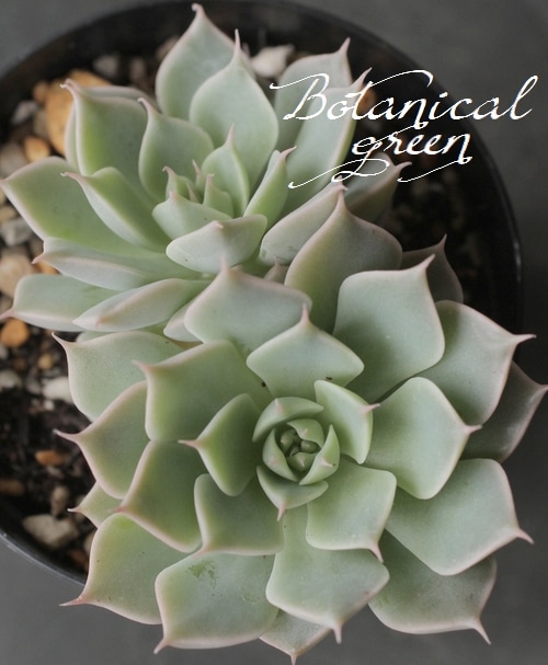 多肉植物】 『マーガレットレッピン』 エケベリア属 | すべての商品