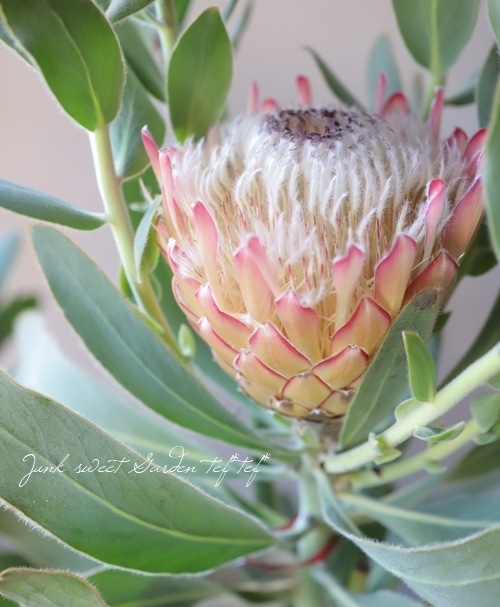 最新品種！プロテア 『スサラ』 オーストラリアンプランツ