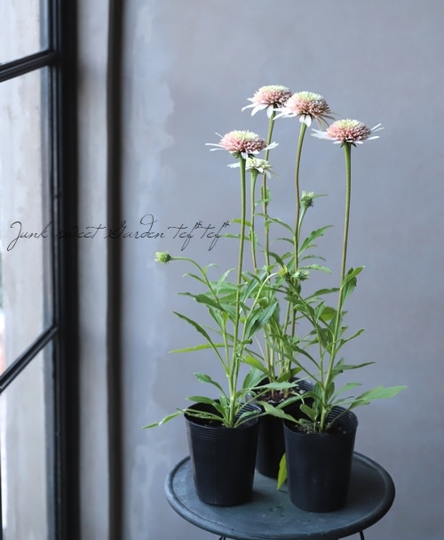 八重咲きエキナセア 『チェリーフラフ』 開花見込み株 | すべての商品