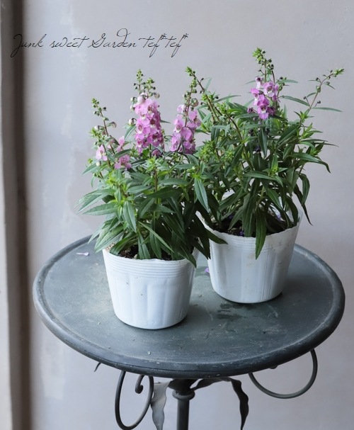 アンゲロニア セレニータ ラズベリー すべての商品 Junk Sweet Garden Tef Tef