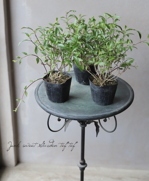 �����ƥ�ꥢ �إ֥롼�ե����䡼�� ����OK��