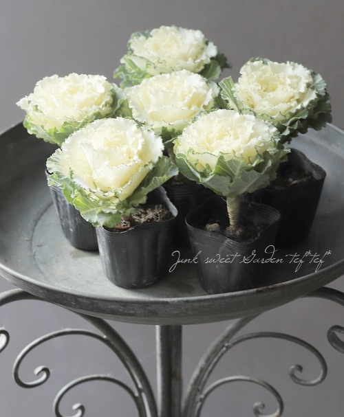 □葉牡丹 『マイフェアレディ』 単植え | すべての商品 | | Junk sweet