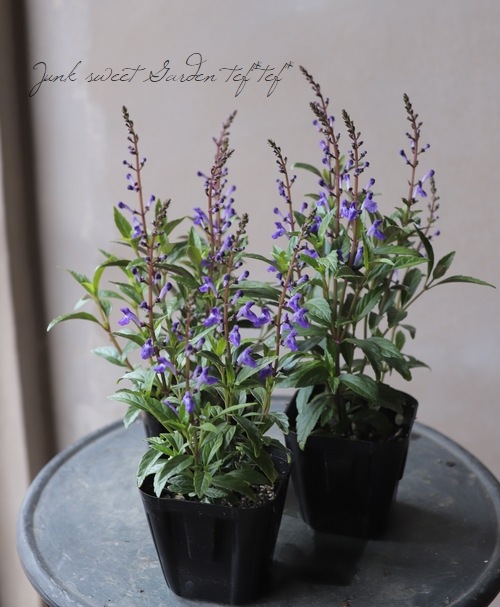 �����ƥ�ꥢ �إ֥롼�ե����䡼�� ����OK��