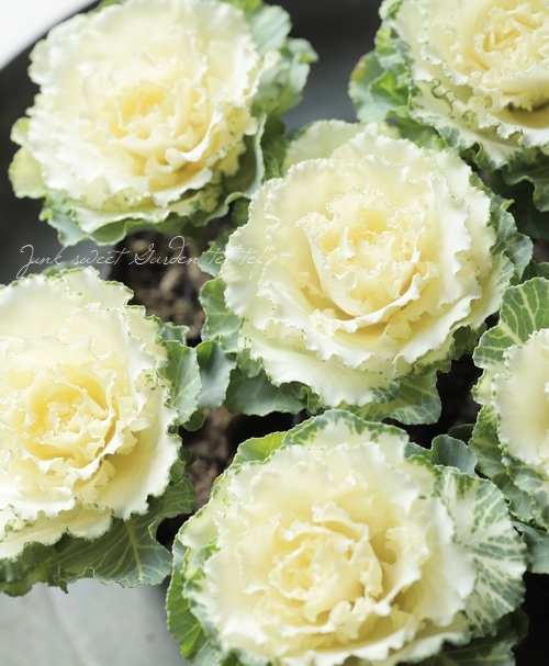 □葉牡丹 『マイフェアレディ』 単植え | すべての商品 | | Junk sweet