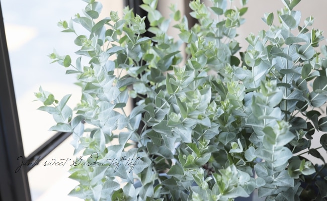 ホワイトユーカリ アルビダ すべての商品 Junk Sweet Garden Tef Tef ホワイトユーカリ アルビダ すべての商品 Junk Sweet Garden Tef Tef