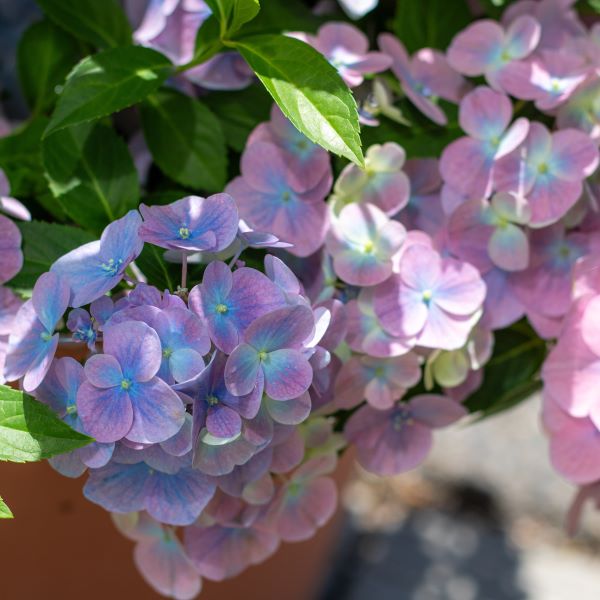 超最新新品種！】紫陽花 ラグランジア 『オーロランジュ』【花芽なし