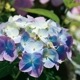 ��Ķ�ǿ����ʼ�ۻ��۲� �饰��󥸥����إ�������󥸥�١ڲֲ�ʤ���ǯ����ͽ���