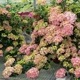 ��Ķ�ǿ����ʼ�ۻ��۲� �饰��󥸥����إ�������󥸥�١ڲֲ�ʤ���ǯ����ͽ���