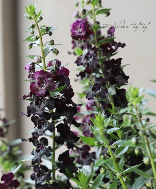 アンゲロニア 『エンジェルフレア・ブラック』 | すべての商品