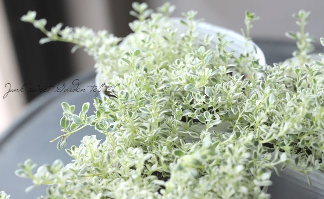 ڥϡ֡ ꥿ࡡإۥåץ꡼