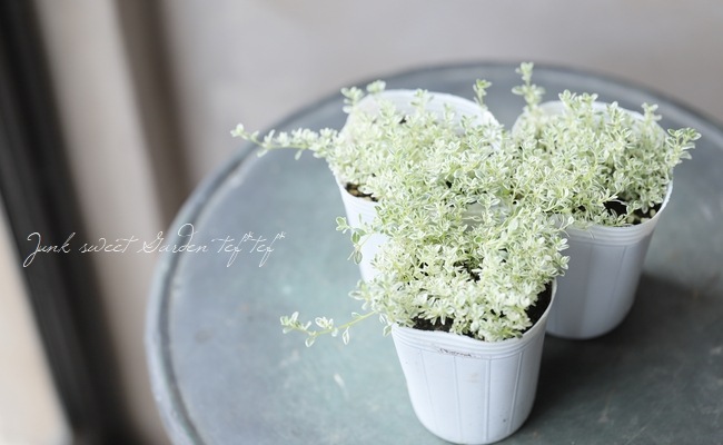 ڥϡ֡ ꥿ࡡإۥåץ꡼