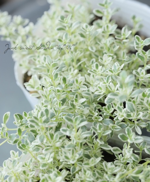 ڥϡ֡ ꥿ࡡإۥåץ꡼