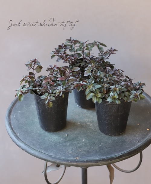 ���쥬�Ρ��إإ��ϥ������ ���å��ʥϡ���