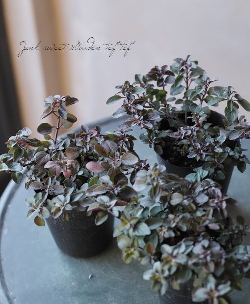 ���쥬�Ρ��إإ��ϥ������ ���å��ʥϡ���