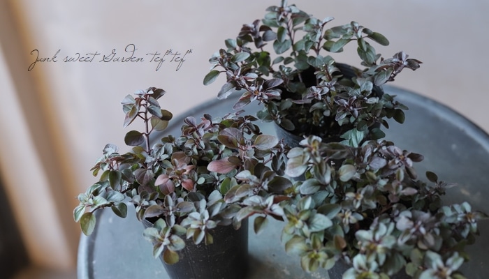 ���쥬�Ρ��إإ��ϥ������ ���å��ʥϡ���