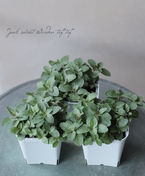 ���쥬�Ρ��إإ��ϥ������ ���å��ʥϡ���