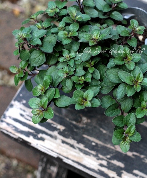 ���쥬�Ρ��إإ��ϥ������ ���å��ʥϡ���