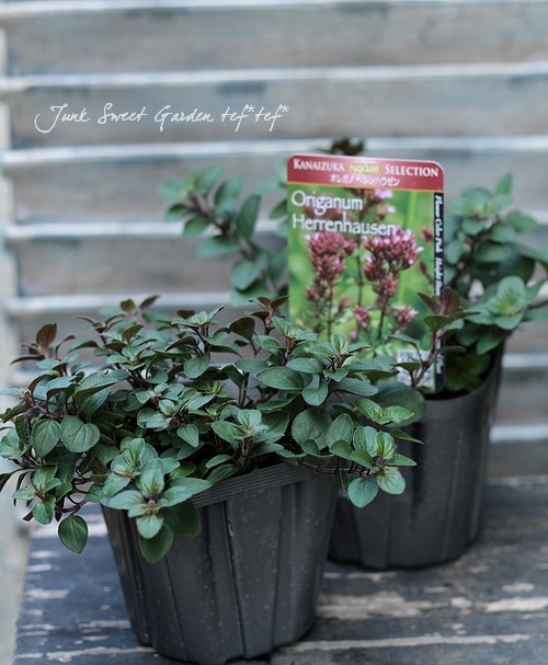 ���쥬�Ρ��إإ��ϥ������ ���å��ʥϡ���