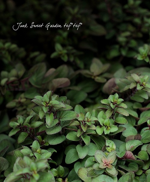 ���쥬�Ρ��إإ��ϥ������ ���å��ʥϡ���