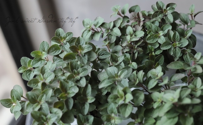 ���쥬�Ρ��إإ��ϥ������ ���å��ʥϡ���