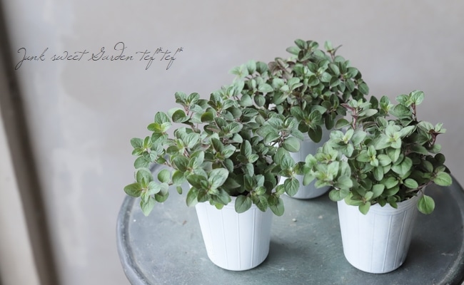 ���쥬�Ρ��إإ��ϥ������ ���å��ʥϡ���