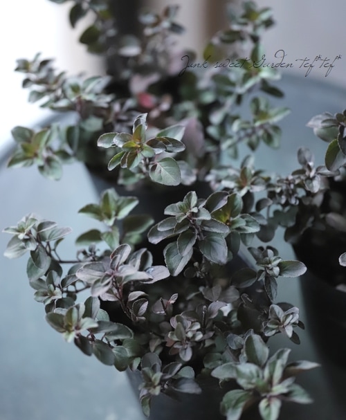 ���쥬�Ρ��إإ��ϥ������ ���å��ʥϡ���