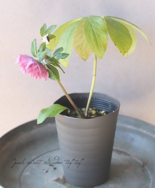 下原園芸・クリスマスローズ 『超多弁ダブル』 2026【No.14】 | すべて