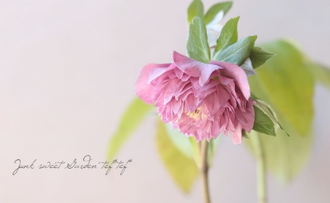 下原園芸・クリスマスローズ 『超多弁ダブル』 2026【No.14】 | すべて