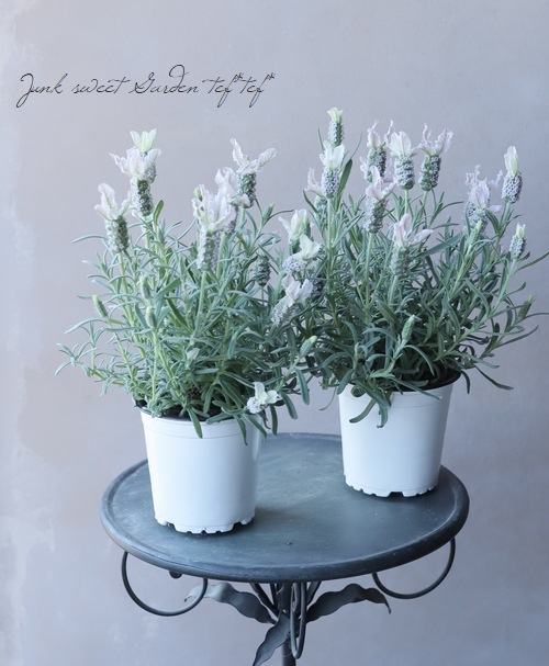 フレンチラベンダー 『クリスタルフィン』 | すべての商品 | | Junk