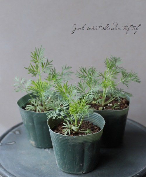 Ȭź餭顼ѡ إ륰쥤 Ի׵Ŀ