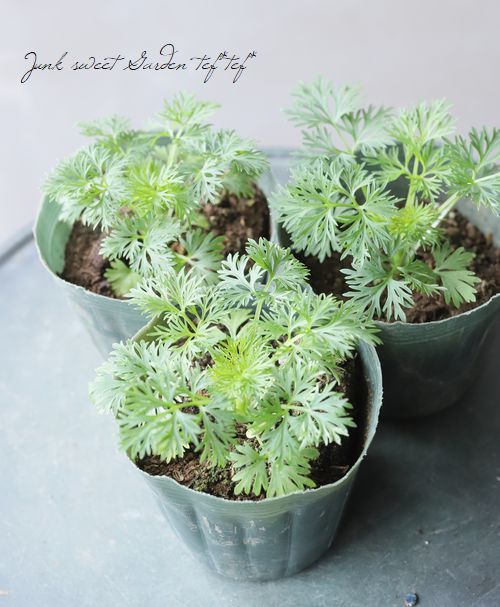 Ȭź餭顼ѡ إ륰쥤 Ի׵Ŀ