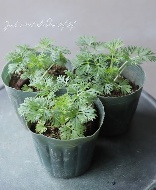 Ȭź餭顼ѡ إ륰쥤 Ի׵Ŀ