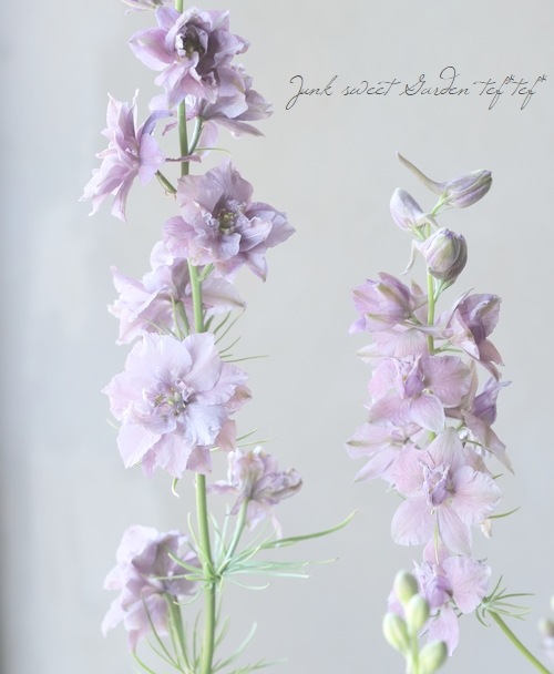 Ȭź餭顼ѡ إ륰쥤 Ի׵Ŀ