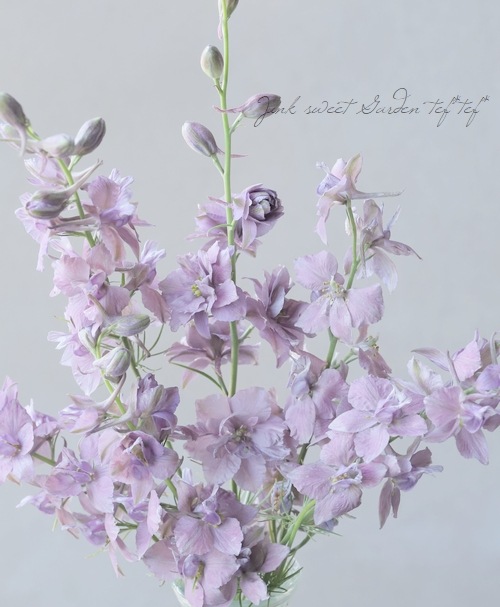 Ȭź餭顼ѡ إ륰쥤 Ի׵Ŀ