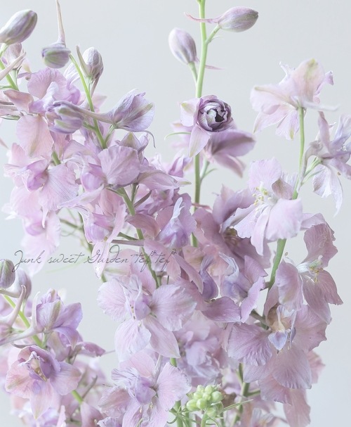 Ȭź餭顼ѡ إ륰쥤 Ի׵Ŀ