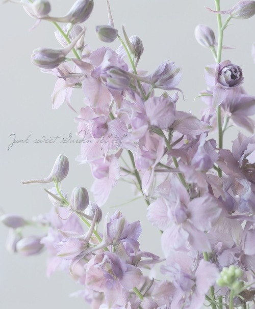 Ȭź餭顼ѡ إ륰쥤 Ի׵Ŀ