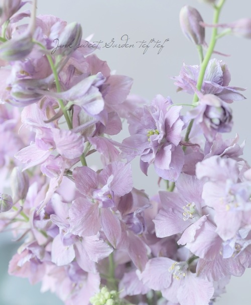 Ȭź餭顼ѡ إ륰쥤 Ի׵Ŀ