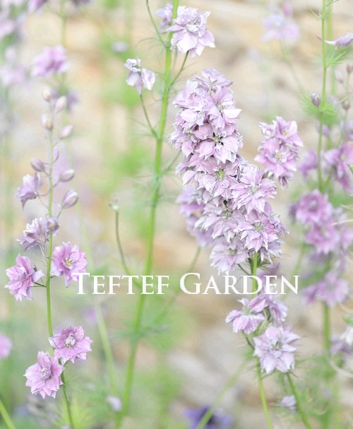 Ȭź餭顼ѡ إ륰쥤 Ի׵Ŀ