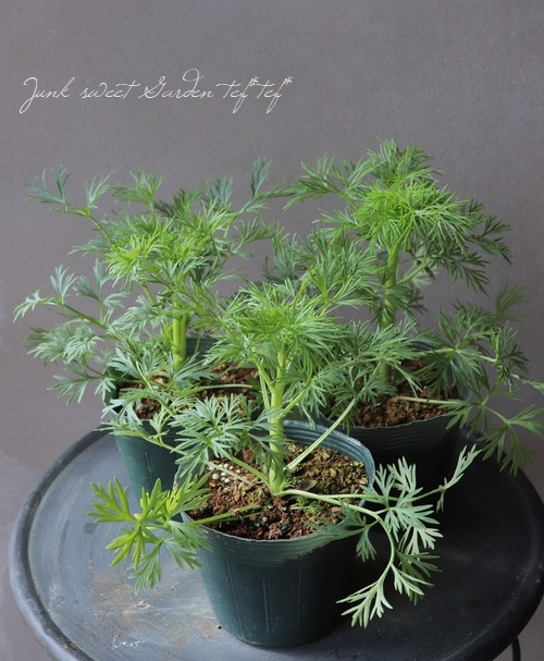 Ȭź餭顼ѡ إ륰쥤 Ի׵Ŀ