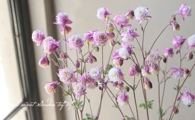 LUXURY SELECTION】『試作品種U』tef*tef*オリジナル！オダマキ【咲き
