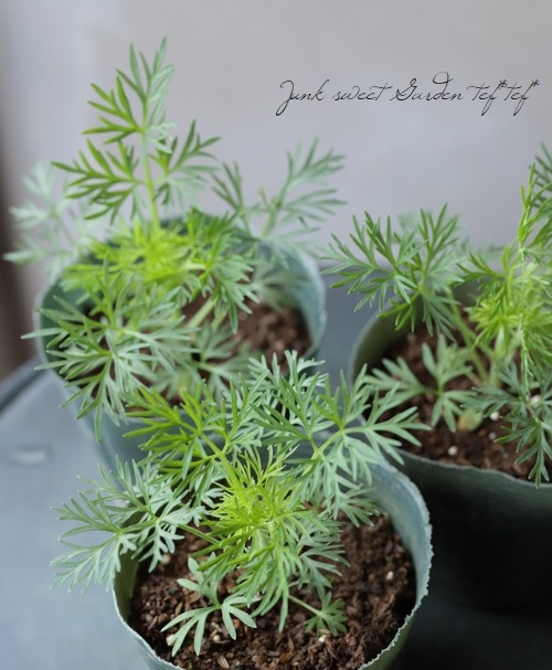 Ȭź餭顼ѡ إ륰쥤 Ի׵Ŀ