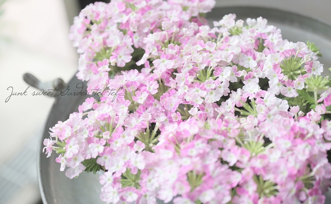 �С��٥ʡ������ͥå�����ѥ��ȡ��إޥ���ޥ��� �ɺ��ϥ󥮥󥰥�����