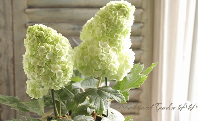 柏葉紫陽花 コンパクト品種 『ハーモニー』 特大鉢 | Flower