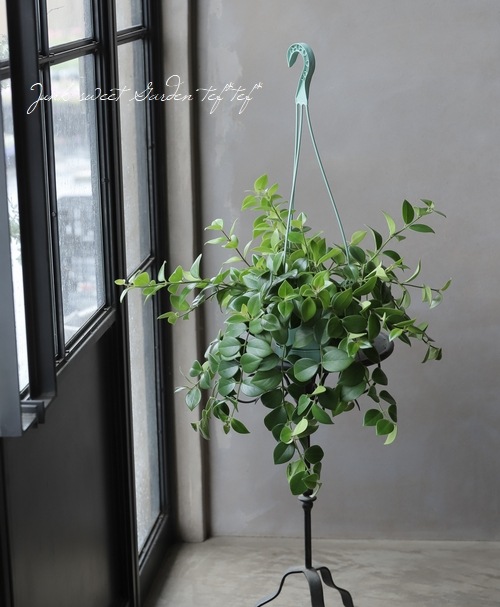 観葉植物 エスキナンサス モナリザ すべての商品 Junk Sweet Garden Tef Tef