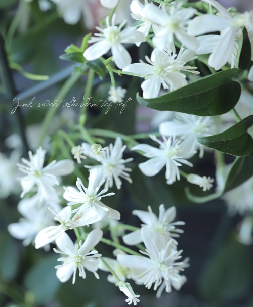 クレマチス・仙人草 『ターニフローラ』 日本の原種・小輪 フラミュラ